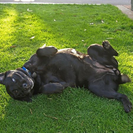 Invercargill Holiday Park & Motels מראה חיצוני תמונה